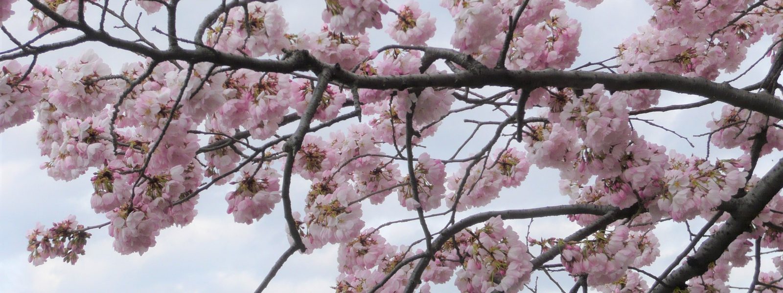 cherry_blossoms