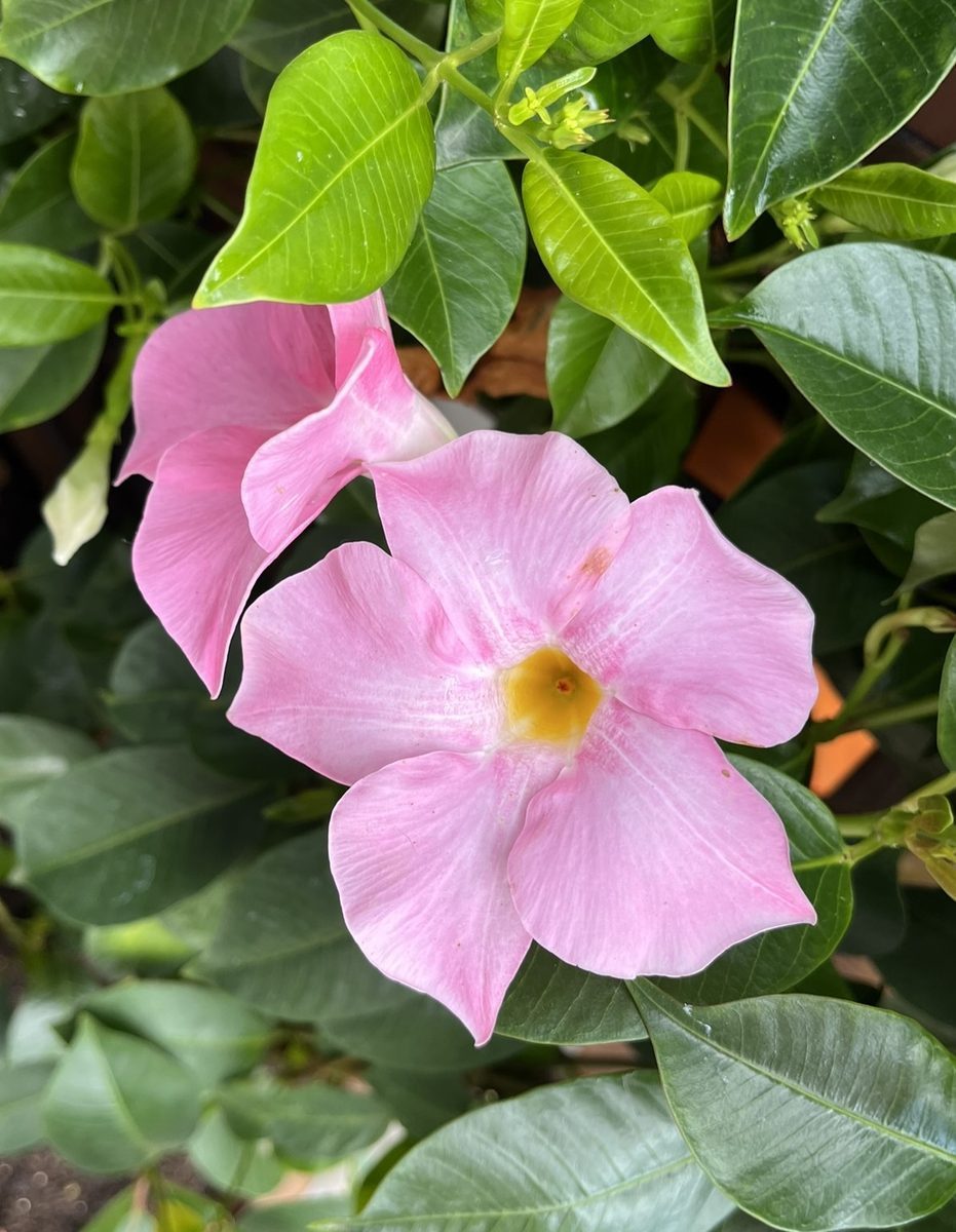 pink_mandevilla
