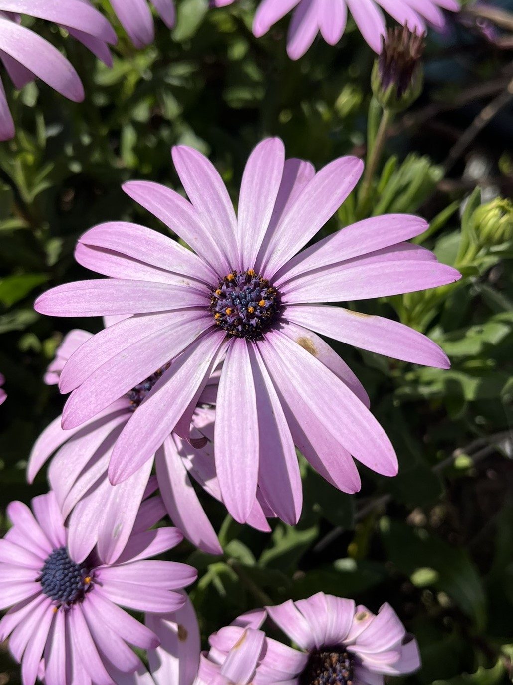 daisies