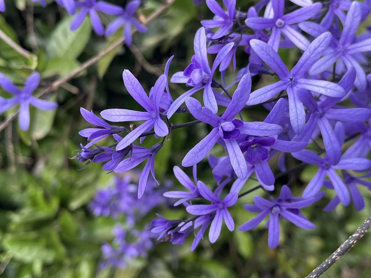 jacaranda