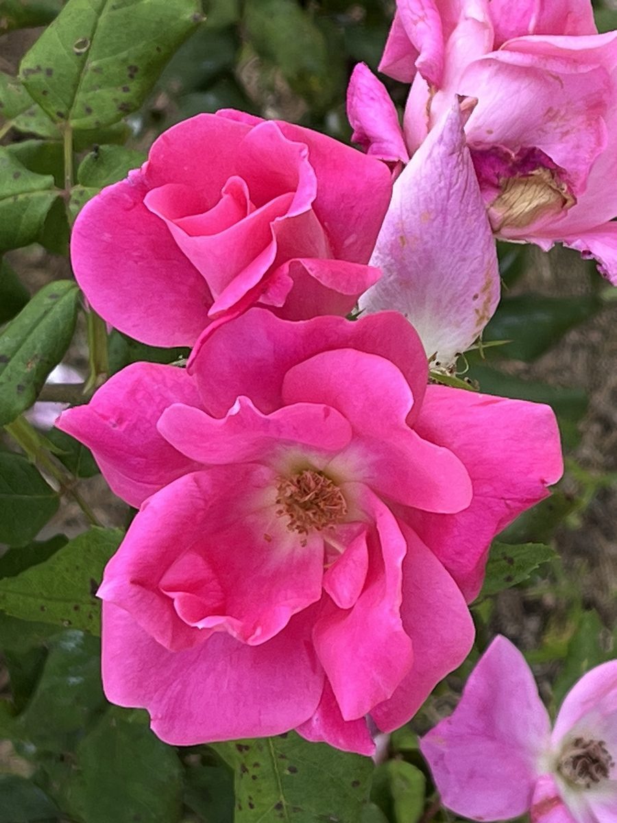 roses